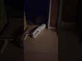 世界初 お化けを怖がらないうさぎ