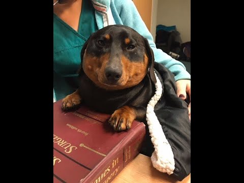 Video: Koirat ja kurkut