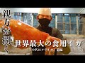 世界最大の食用イカを親方が捌く『その名はソデイカ』前編