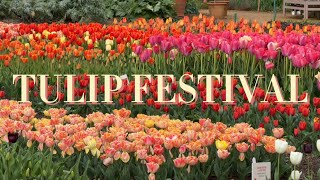 🌷TULIP FESTIVAL🌷 at Hampton Court Palace
