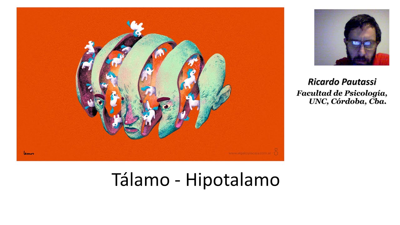 Video Clase 9: Tálamo e Hipotálamo (Parte 2 de 2)