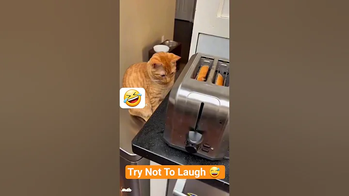 Video 10997911: cats reaction funny pets, laugh pets funny cat, funny pets animals dog