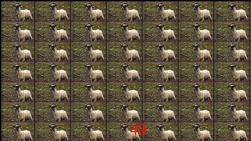 Screaming sheep doesn