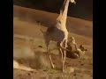 اصل الشجاعة عدم الخوف من العدو