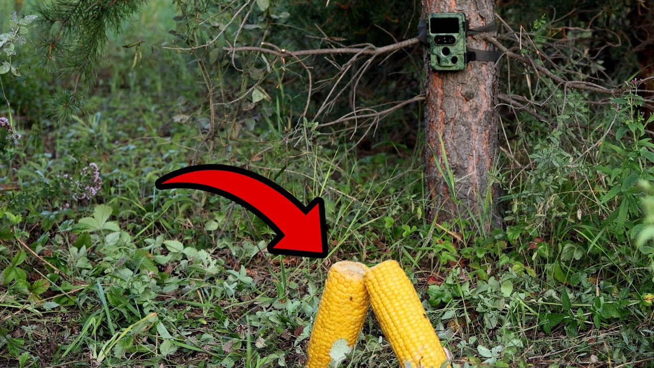 Оставил кукурузу в ГЛУХОМ лесу! Кто пришёл? 🌽