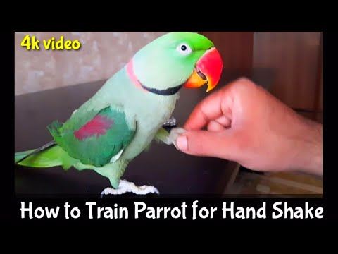How to Train Parrot for Hand Shake - Parrot Training - Alexandrine Parrot
