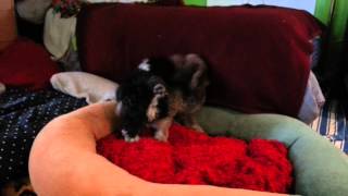 20131211 145812 Monkey & Jiffy 1 of 4