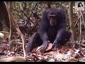 The wild chimpanzee foundation wcf presents chimpanzees of the tai forest 2004