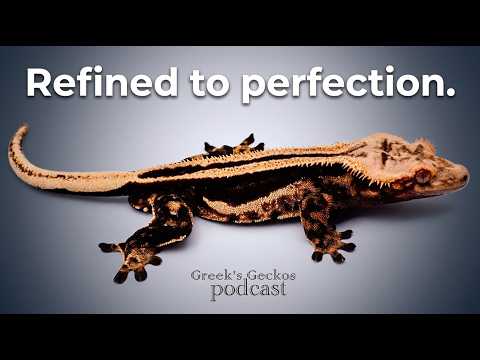 Superstripe Crested Geckos w/ Greeks Geckos