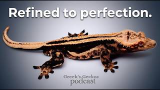 Superstripe Crested Geckos w/ Greeks Geckos