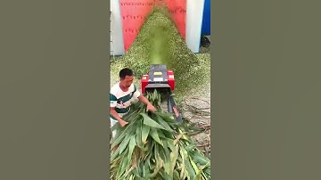 Cattle & Sheep Feed Pellet Machine in Action 🐄🐑 | Efficient Feed Pellet Mill for Farms