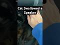 Cat Swallowed A Speaker #cat #funny #viral #trending #foryou #fypシ #new #funnycats #youtube #cute