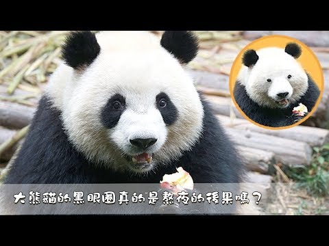 《熊貓主題趴》大熊貓的黑眼圈真的是熬夜的後果嗎？| iPanda熊貓頻道