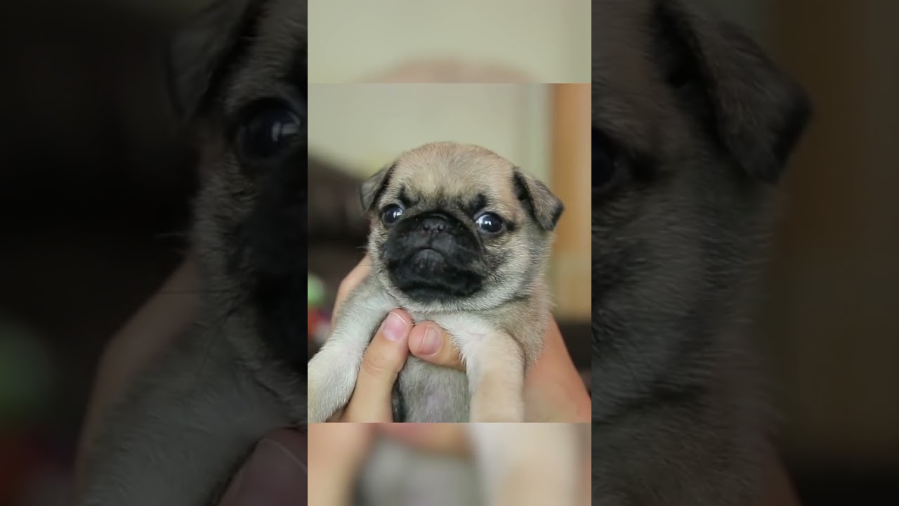 Doug The Pug playing with pug puppies 🥰 