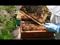 Conseil en apiculture pour amateurs et dbutants ouverture de ruche recherche cellule pose de hausse