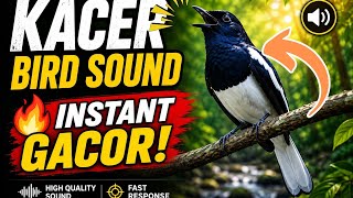 “Kacer Bird Sound 🔥 Instant Gacor!”@Pjlpsemper 