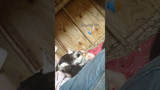 Sad Video Of Goat Dying In Owners Arms