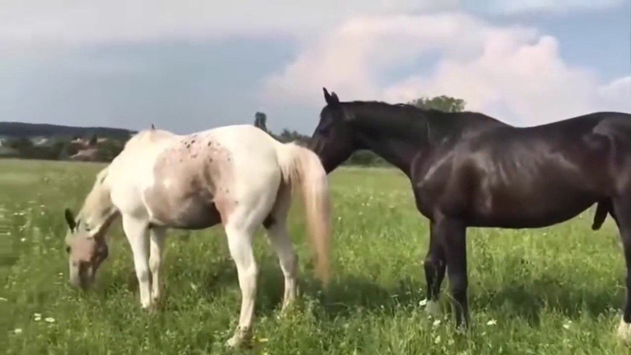 Cruzamento de Cavalo|Cobertura de Cavalo Com Égua No Campo - YouTube