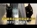 快出來！黑貓聽見水聲「閃現浴室」狂叫　奴才只好速戰速決