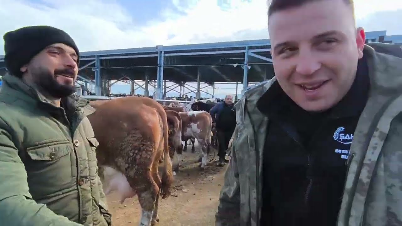 ÇORUM HAYVAN PAZARI BÜYÜKBAŞ 2 MART ÇEKİMİ 2.BÖLÜM 3 MART 2026