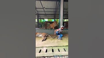 Tiger Attacked Me 😰 #shorts #lakhneet #ashortaday