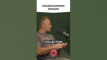 Can You, and Should You, Microchip Your Pet Snake?