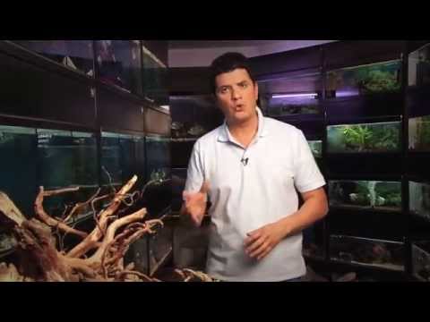 Wideo: Jak Przygotować Wodę W Akwarium