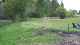 Canadian Goose Chases Three Men Across Field