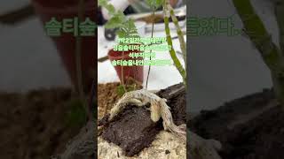 1박2일전북생태관광 정읍솔티 석부작체험#정읍가볼만한곳 #솔티마을 #석부작 #석부작체험#전북생태관광 #정읍솔티#여행가삐삐언니#삐삐트래블러