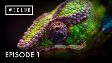 The Secret Life of Nature’s Shape-Shifting Lizards | Chameleons Of The World | Episode 1