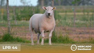 Vídeo: Genética Texel - La Penca