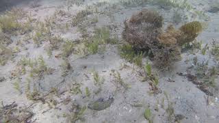 3 Frog Fish mating