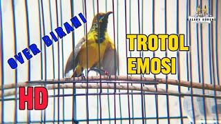 SOGON TROTOL EMOSI OVER BIRAHI,TEMBAKAN TENGKEK UDANG,COCOK BUAT MASTERAN 