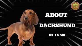 ABOUT||DACHSHUND DOG||TAMIL||ALL STAR PETS