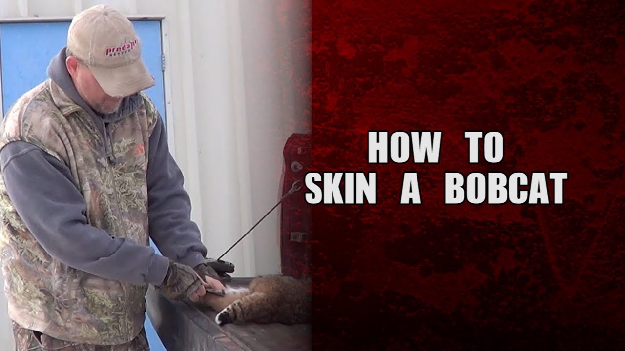 How to skin a Bobcat - YouTube