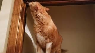 Cat Exploring the Empty Closet - We Moved!  | Funny Closet Cat by The Cat Who Knows Words 143 views 3 years ago 57 seconds