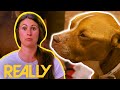 Rescuers Race Against Time To Save Abandoned Dog Infested With Heartworms | Pit Bulls &amp; Parolees