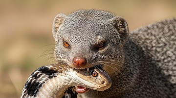 Survival of the Fittest : Mongoose vs. Cobra - Fight to the Death