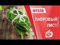 Польза Лаврового листа  🌺  Видео обзор  hitsadtv