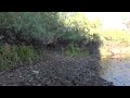 Family of Wild Horses Entering Salt River - Mark Storto Nature Clips