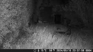 Badger watch day 143