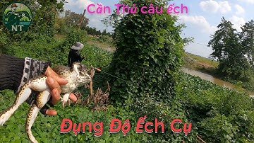 Câu Ếch Đồng Mùa Lũ Dính Toàn Ếch Bự  || Nguyen Trong TV