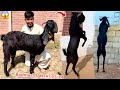 SURPRISE😳 BLACK MARNY WALA BAKRA LE LIYA😍