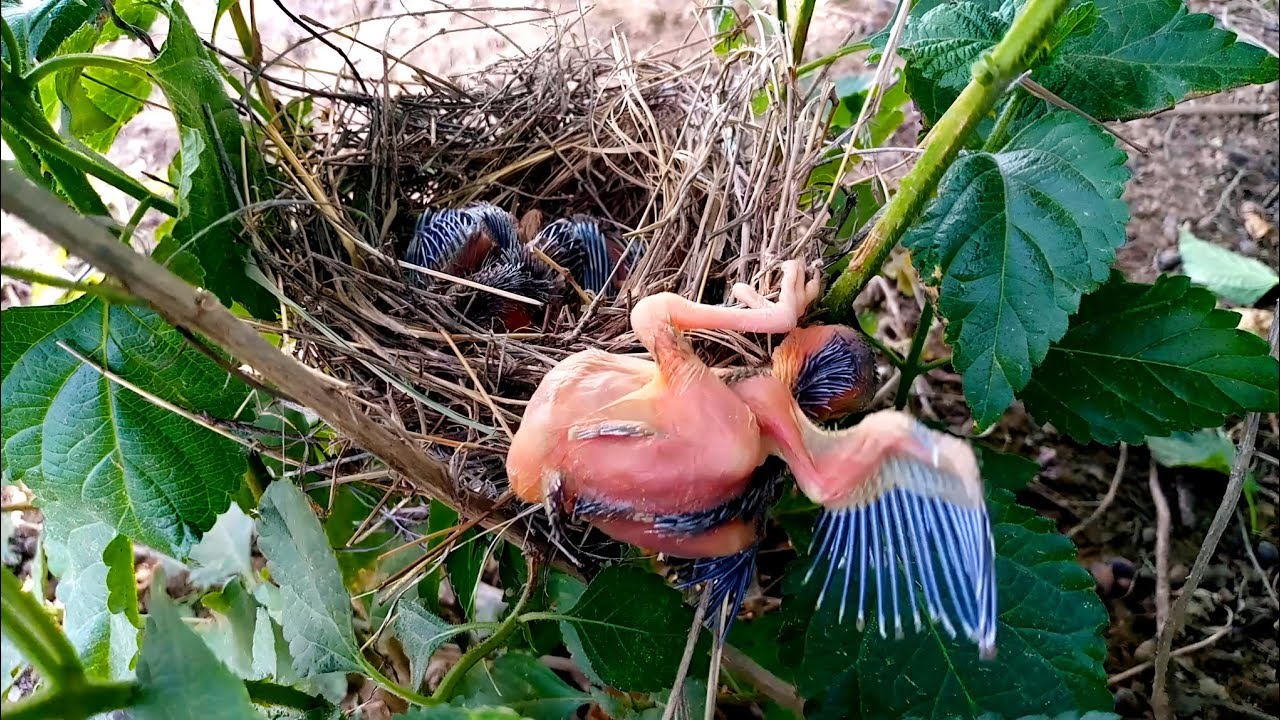 Common babbler baby hung on the edge of nest and started falling. - YouTube