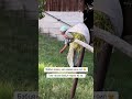 бабця каже що немає сил тим часом бабця через 10 хв
