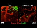 Timing is of the essence when treating brain swelling in mice