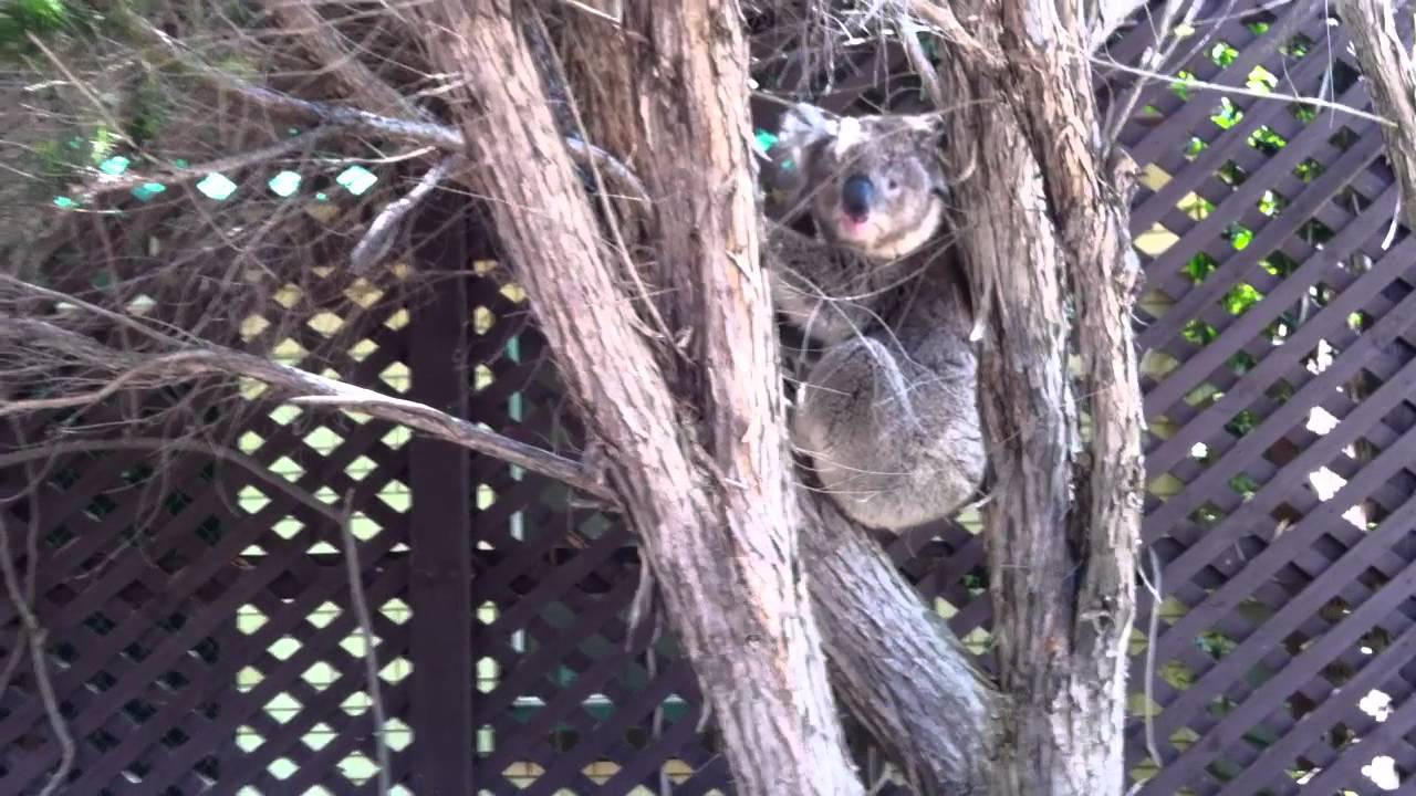 [2011 12 30] Koala at my house