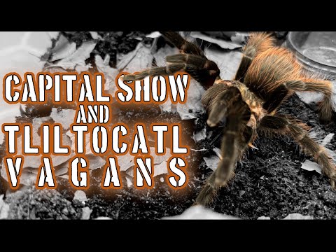 Tliltocatl vagans rehouse and Capital Show thoughts #tarantula #tarantulas