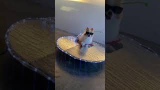 Koda's UFO Halloween Costume