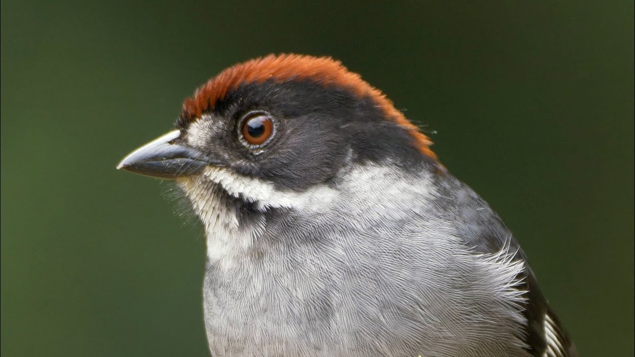 Northern Slaty Brushfinch in Colombia